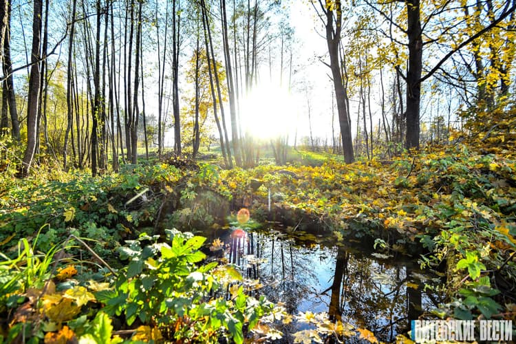 Сруб, купель и парковка – как благоустроят Сорочинский источник в Ушачском районе