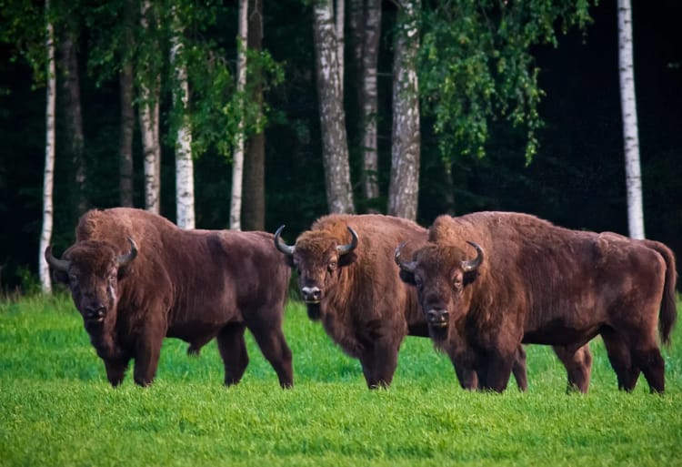 Беловежская пуща