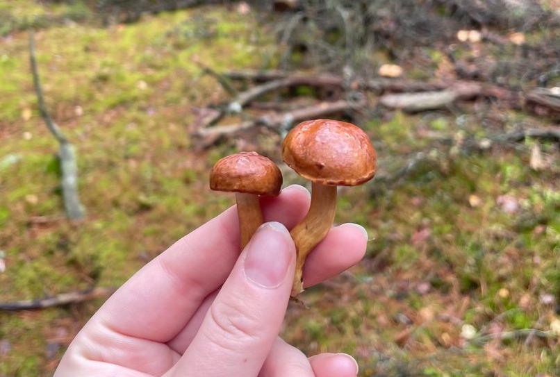 Грибы-мутанты: в Гомельской области нашли смертельно опасный урожай