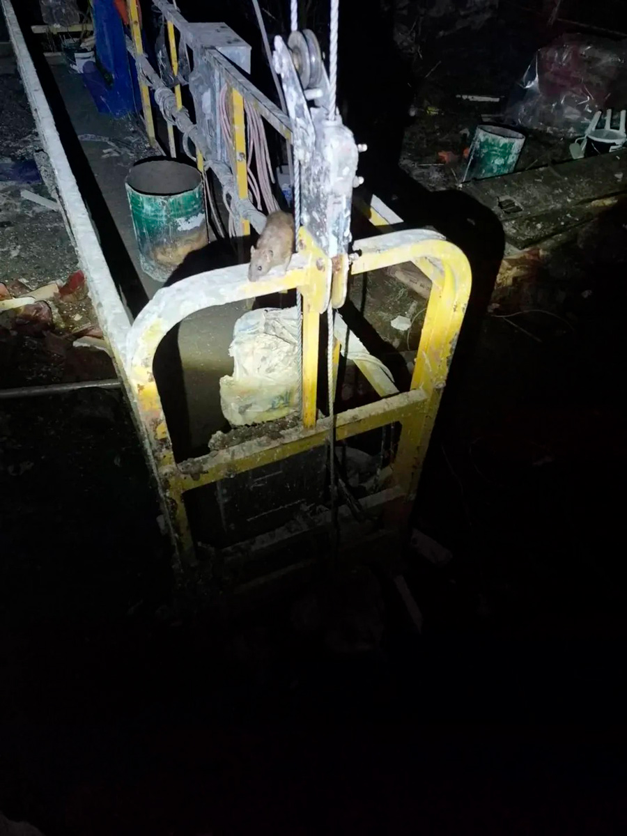 Кошмар в Витебске: крысы атакуют жителей многоэтажки через унитазы и окна