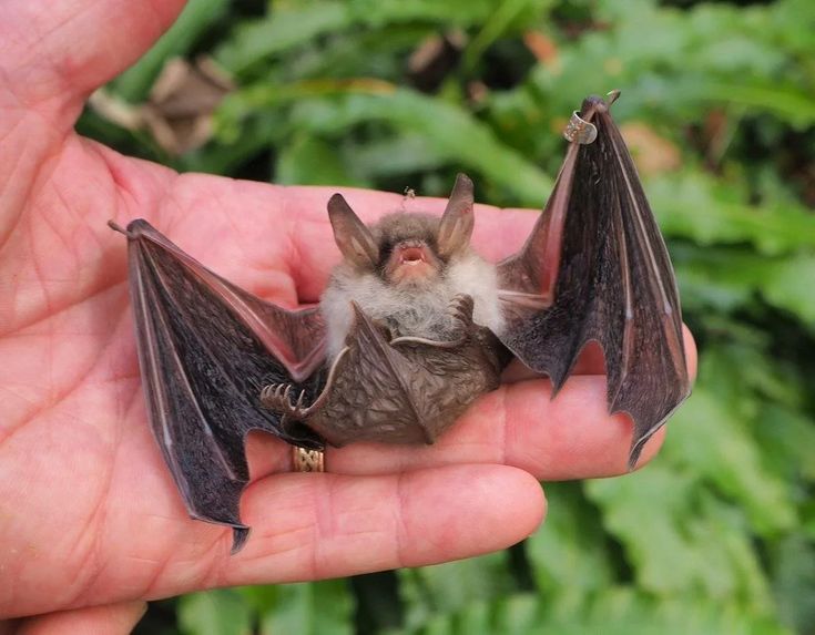 Летучая мыль на руке