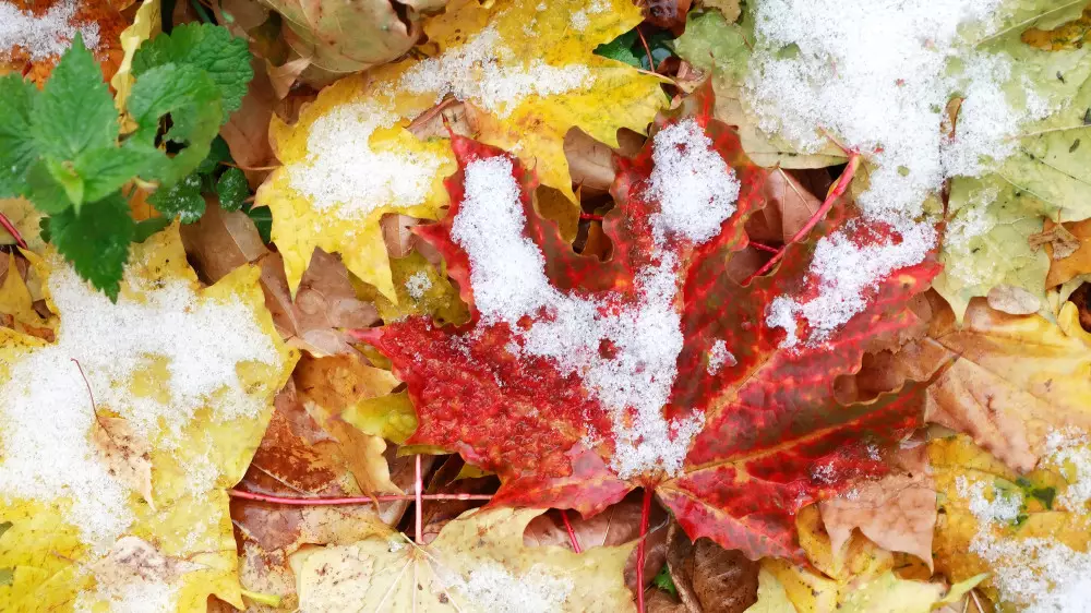 Первый снег