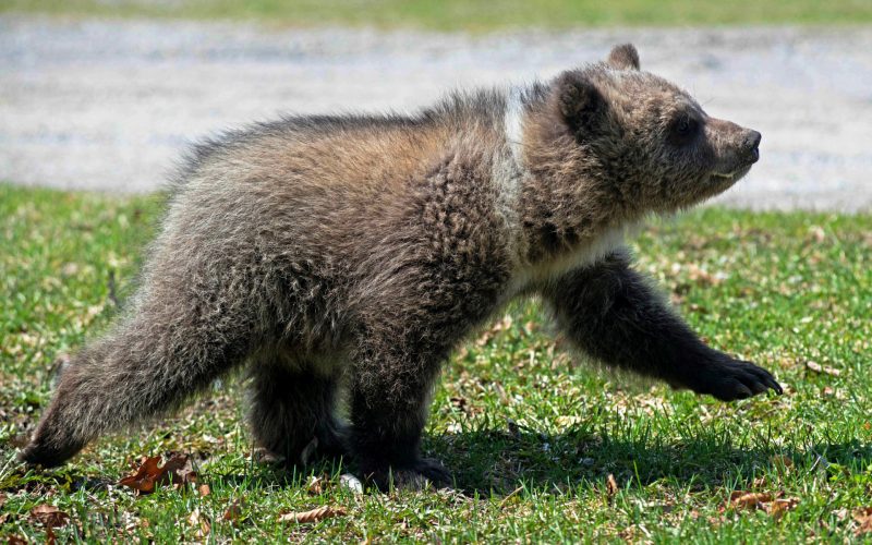 Медвежонок