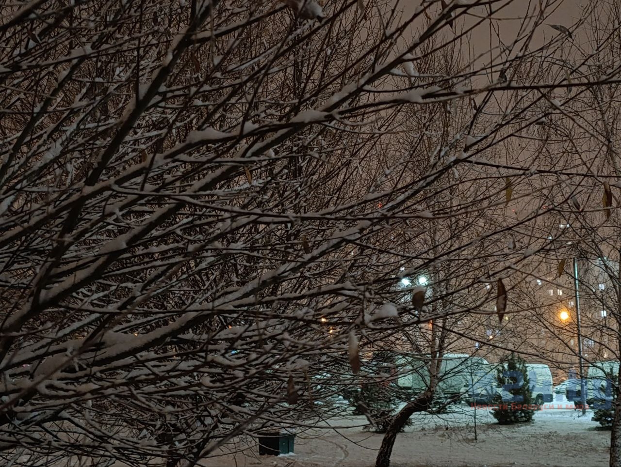 дерево в снегу