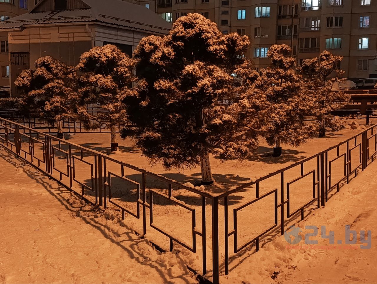 деревья в снегу