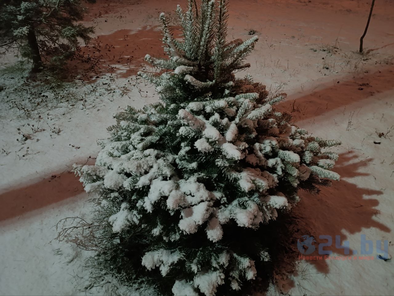 первый снег сосна