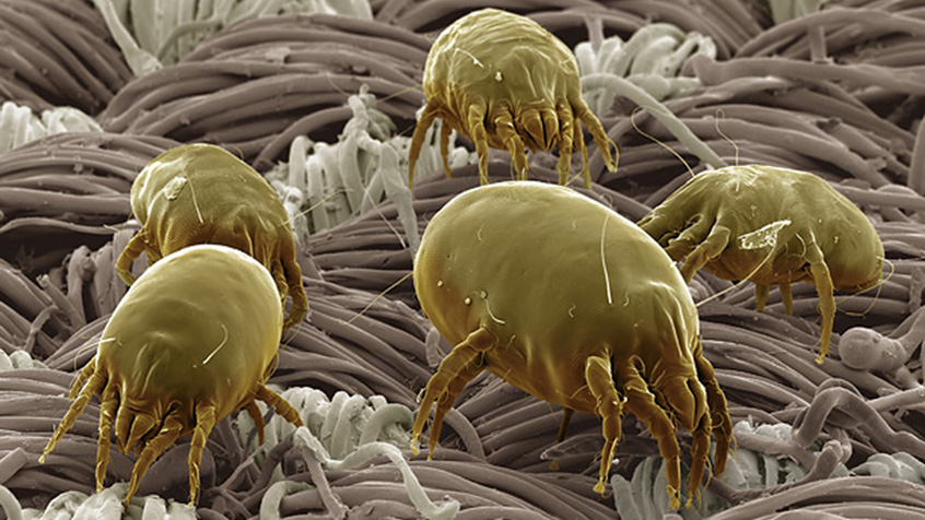 Пылевые клещи