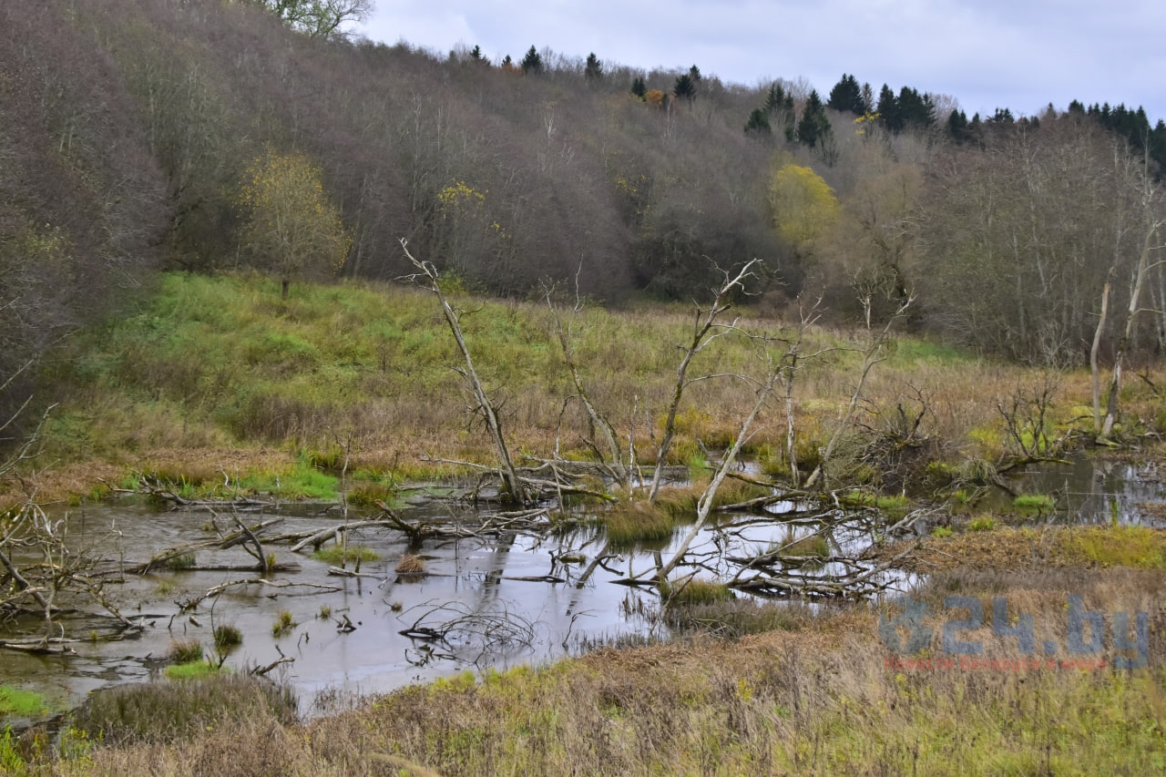заболоченная территория
