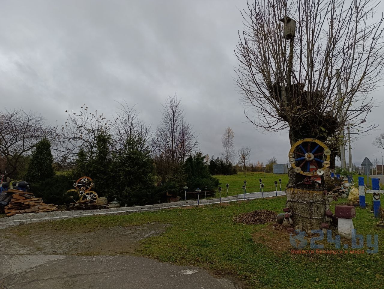 необычное дерево