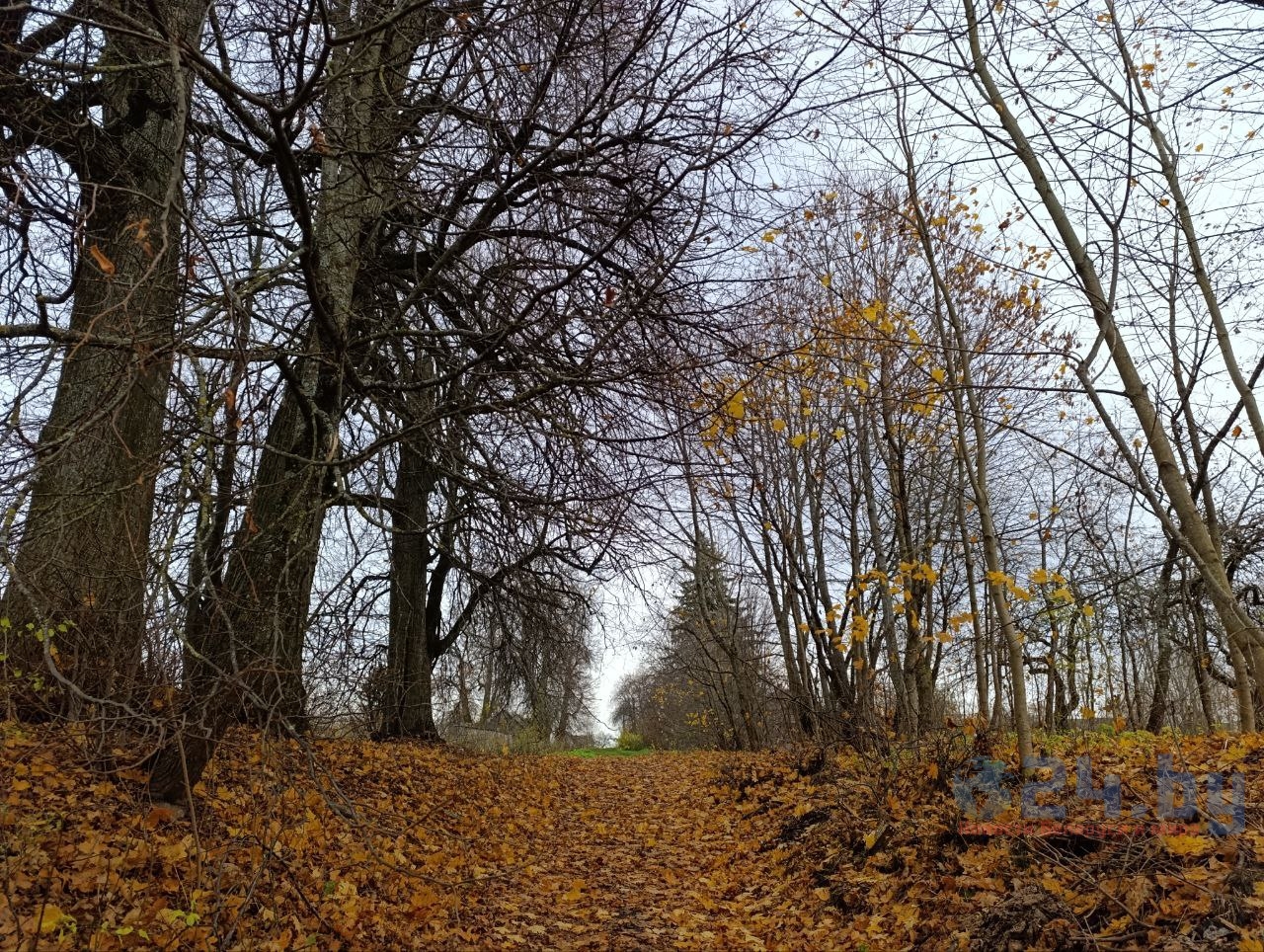 старая аллея 