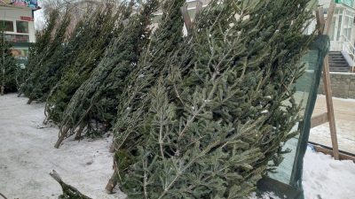 клещи новогодняя ель опасность здоровье