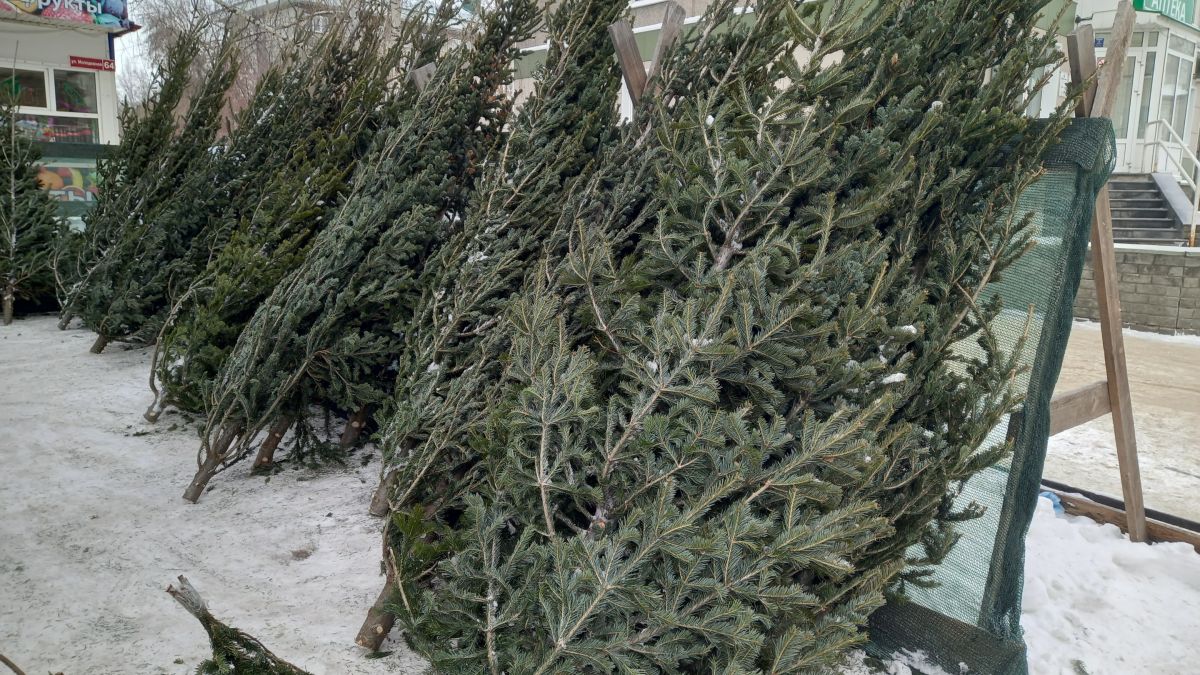 клещи новогодняя ель опасность здоровье