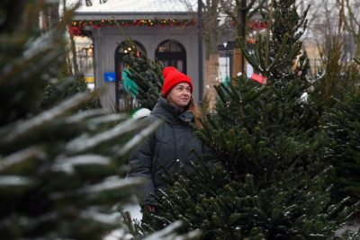Елочный базар покупка елки Гомель