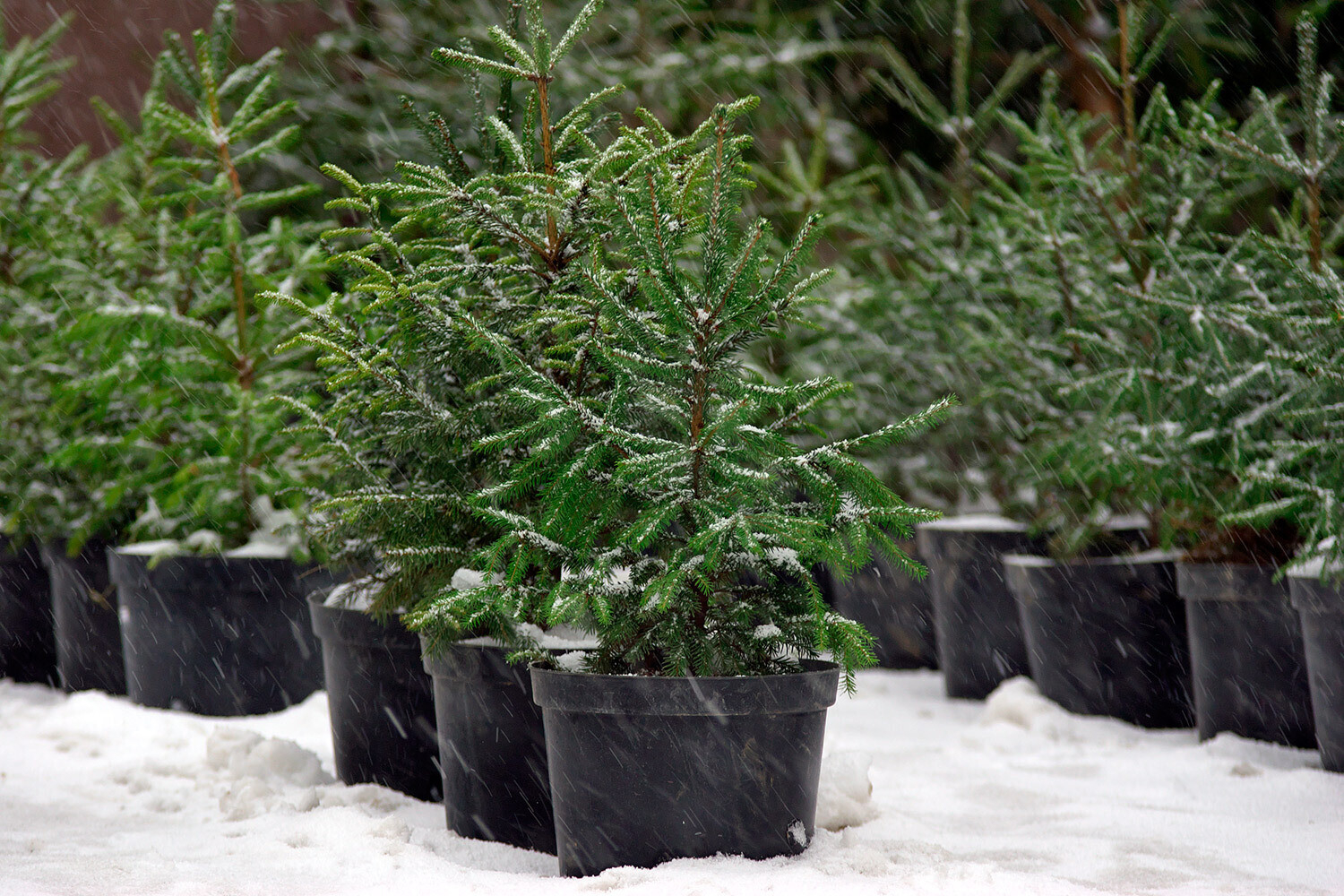 Елки ёлочные базары сколько стоят елки