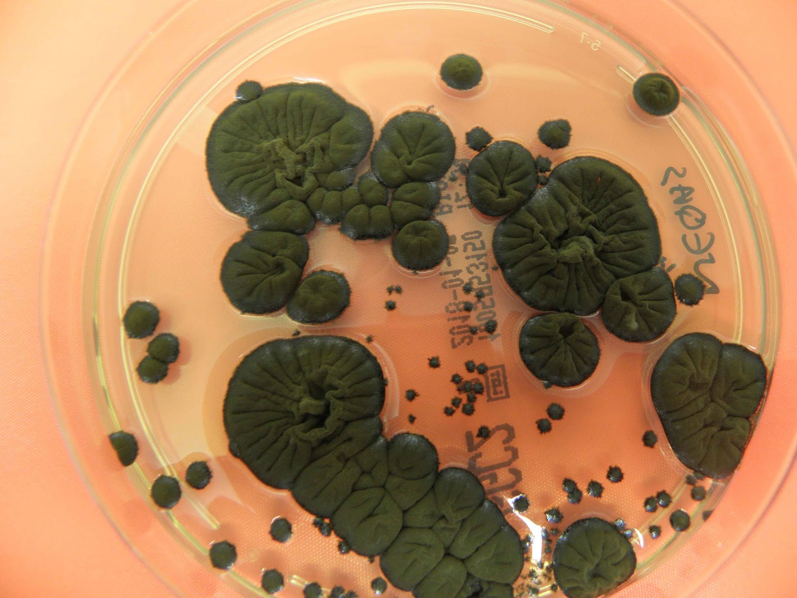 черный гриб в Чернобыле Cladosporium sphaerospermum гриб от радиации