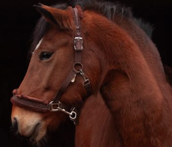 ЗАРА символ 2026 Минский зоопарк