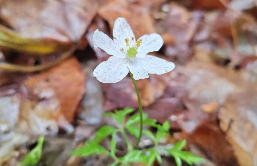 первоцветы декабрь Беловежская пуща ветреница