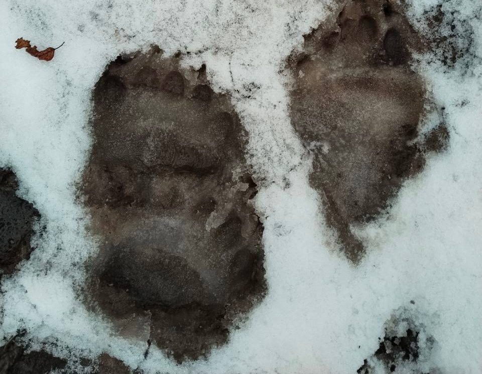 медведь следы шатун Борисовский район зимой опасность