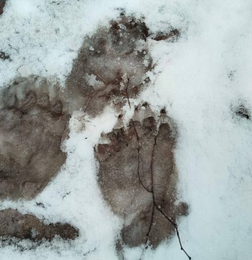 следы медведя борисовский район лес