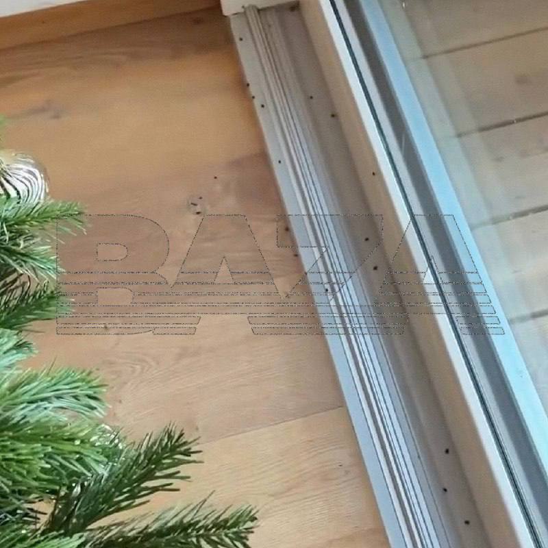 клещи елка опасность 