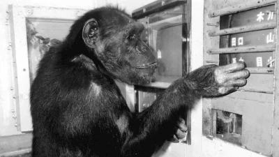 самая умная обезьяна умерла шимпанзе Ай Киотский университет