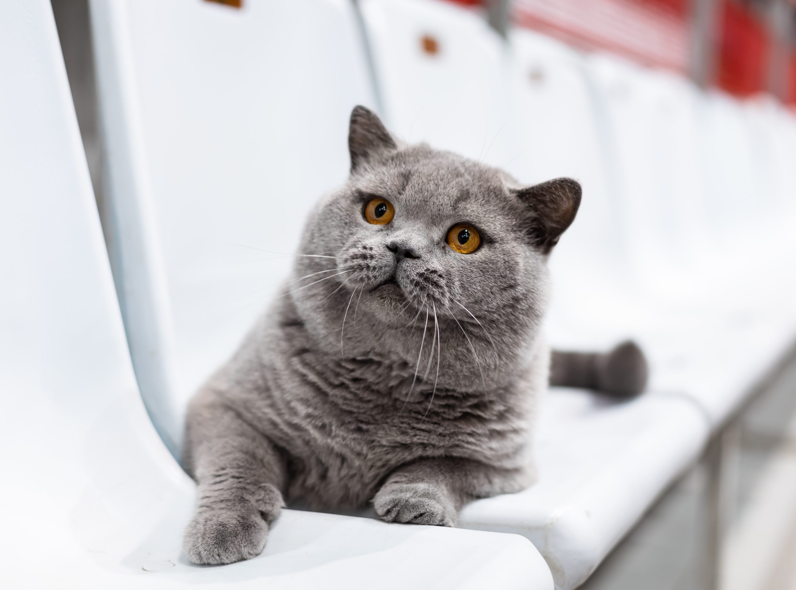 лучший кот мира 2025 Моки белорусский кот