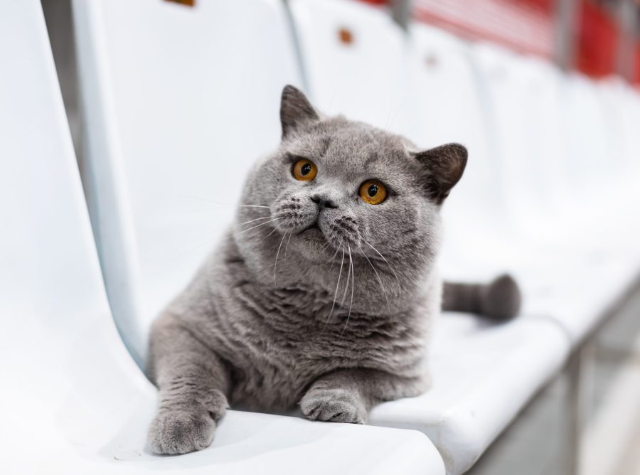 лучший кот мира 2025 Моки белорусский кот