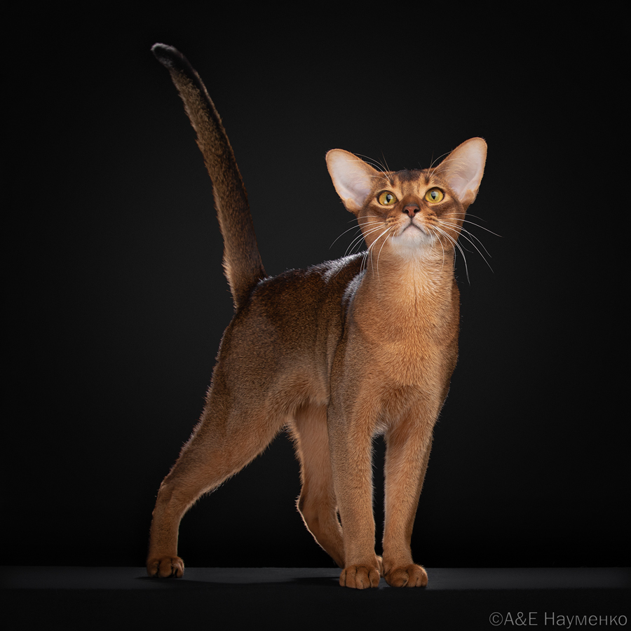 полуторагодовалая абиссинская кошка из России
