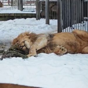 львы в снегу Гродненский зоопарк
