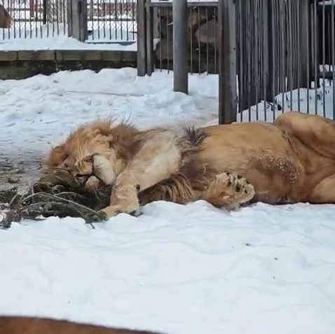 львы в снегу Гродненский зоопарк