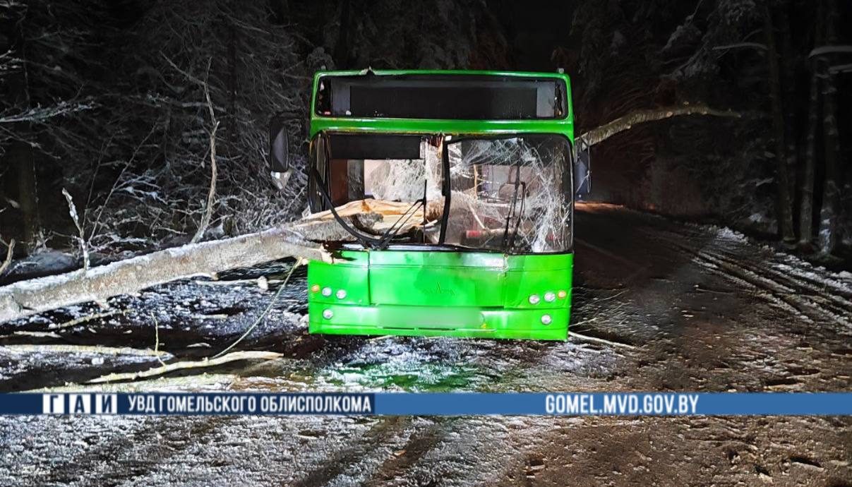 дерево упало на автобус Гомель М10 Кобрин авария