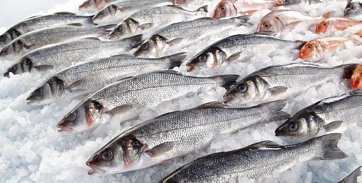 рыба на льду новый рыбный завод в Витебске