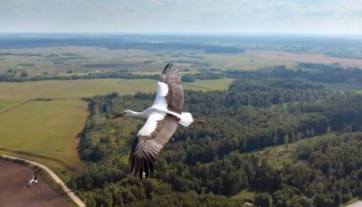 стоимость земли в Беларуси участок город цена белорусская земля аист бусел