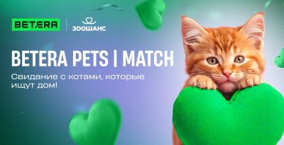 кошки животные приют