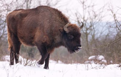В Польше поезд сбил трех зубров из Беловежской пущи
