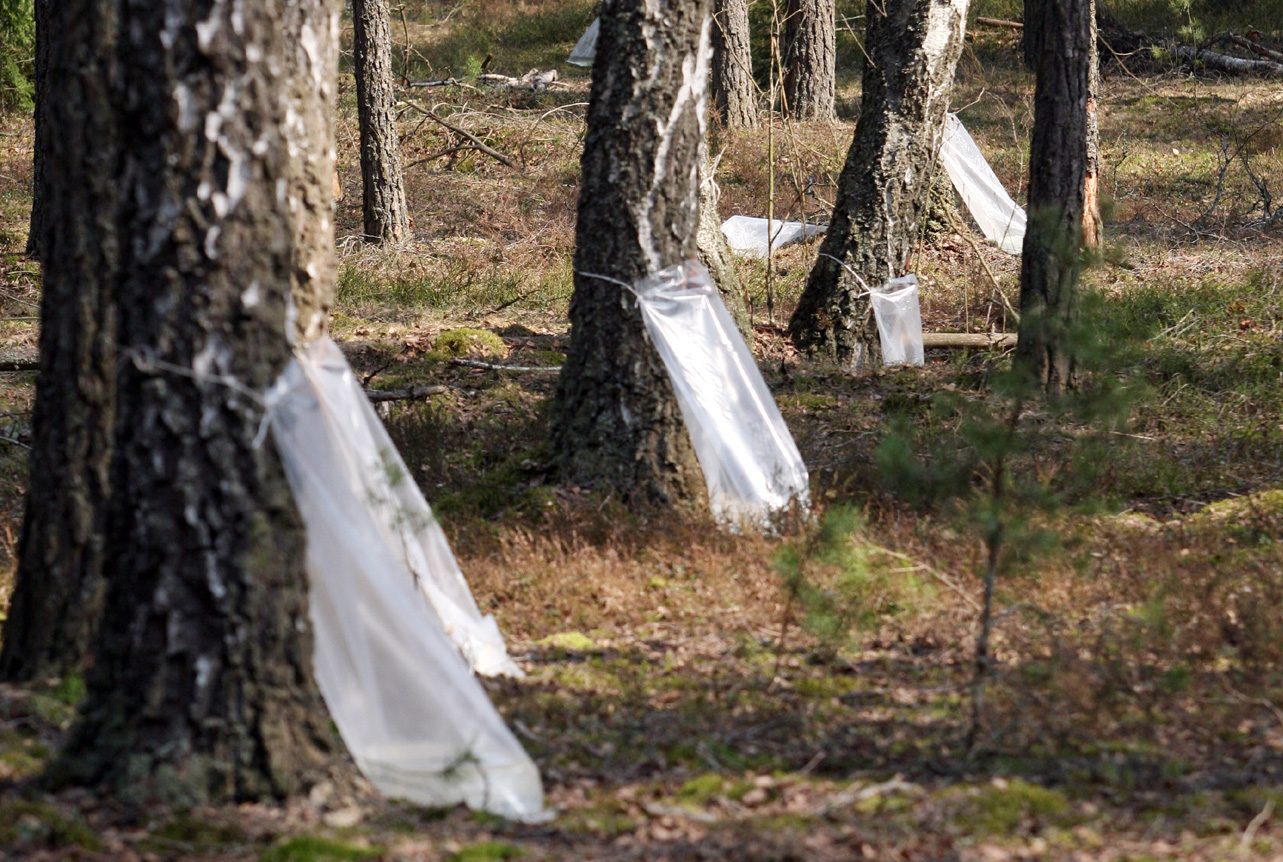 заготовка березового сока лес лесхоз штраф